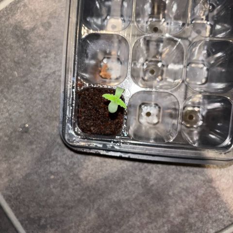 Skunki (Sensi Skunk Automatic) growlog photo: 23:59 Uhr