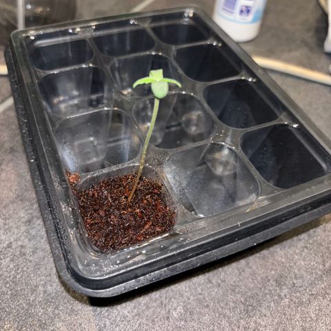 Skunki (Sensi Skunk Automatic) growlog photo: 23:59 Uhr