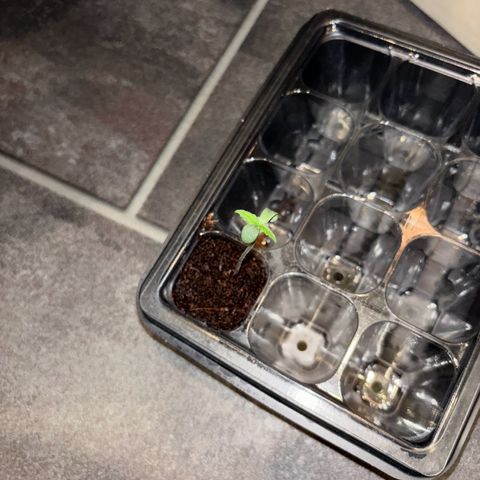 Skunki (Sensi Skunk Automatic) growlog photo: 23:40 Uhr stabile Wurzel unten. Freitag umbedingt umtopfen