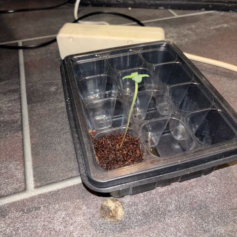 Skunki (Sensi Skunk Automatic) growlog photo: 23:40 Uhr stabile Wurzel unten. Freitag umbedingt umtopfen