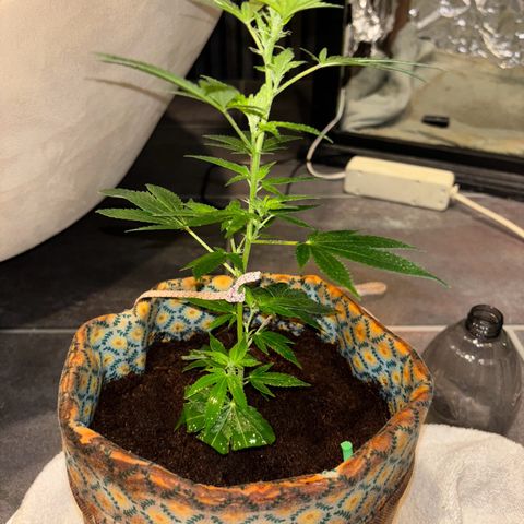 Fresh Lemonade (Super Lemon Haze) growlog photo: 23:59 Uhr Kurz nach gießen