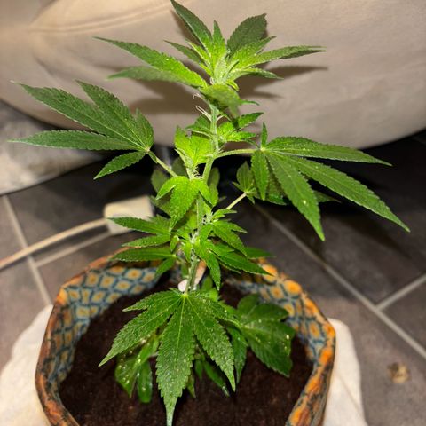 Fresh Lemonade (Super Lemon Haze) growlog photo: 23:59 Uhr Kurz nach gießen