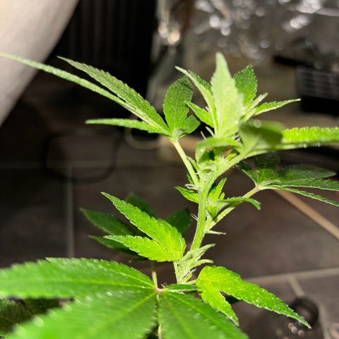Fresh Lemonade (Super Lemon Haze) growlog photo: 23:59 Uhr Kurz nach gießen