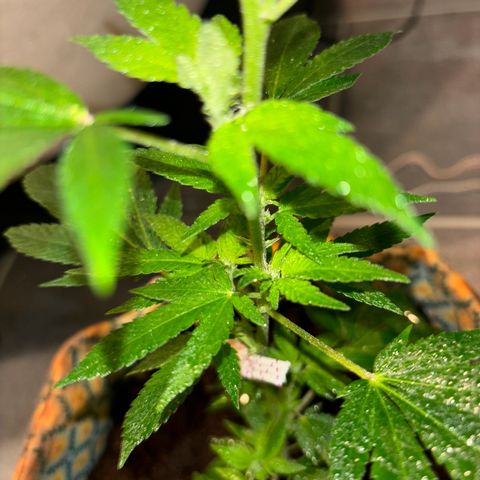 Fresh Lemonade (Super Lemon Haze) growlog photo: 23:59 Uhr Kurz nach gießen