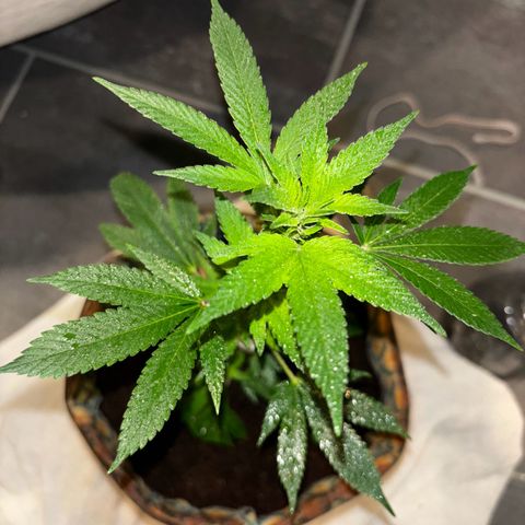 Fresh Lemonade (Super Lemon Haze) growlog photo: 23:59 Uhr Kurz nach gießen