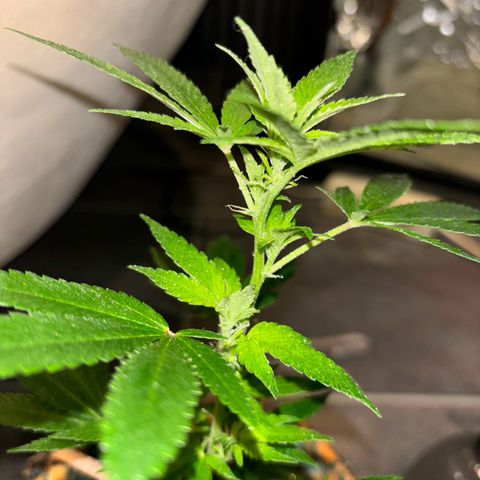Fresh Lemonade (Super Lemon Haze) growlog photo: 23:59 Uhr Kurz nach gießen
