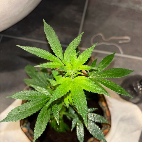 Fresh Lemonade (Super Lemon Haze) growlog photo: 23:59 Uhr Kurz nach gießen