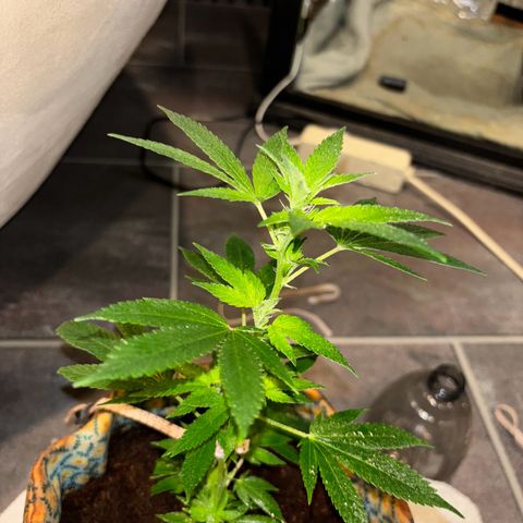 Fresh Lemonade (Super Lemon Haze) growlog photo: 23:59 Uhr Kurz nach gießen
