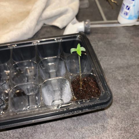 Skunki (Sensi Skunk Automatic) growlog photo: 23:59 kurz nach gießen 