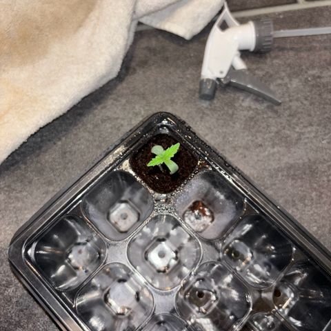 Skunki (Sensi Skunk Automatic) growlog photo: 23:59 kurz nach gießen 