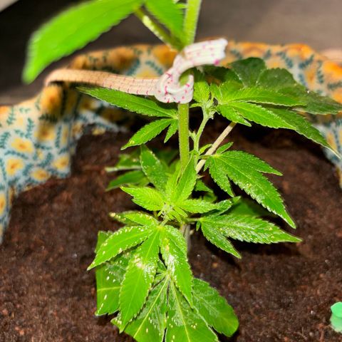 Fresh Lemonade (Super Lemon Haze) growlog photo: 23:59 Uhr Kurz nach gießen