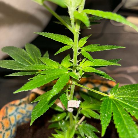 Fresh Lemonade (Super Lemon Haze) growlog photo: 23:59 Uhr Kurz nach gießen
