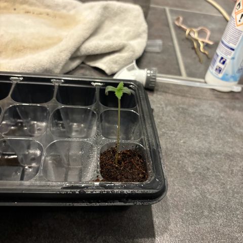 Skunki (Sensi Skunk Automatic) growlog photo: 23:59 kurz nach gießen 