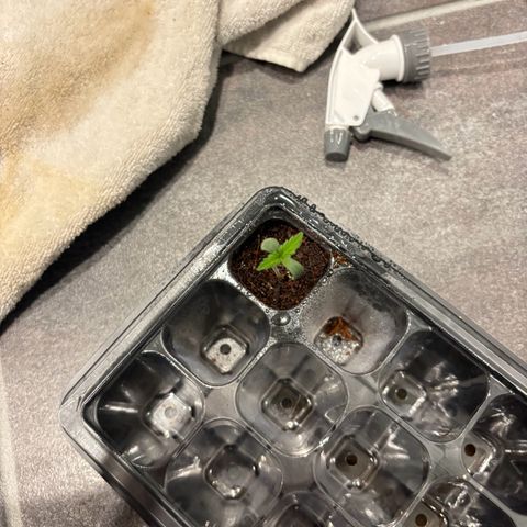 Skunki (Sensi Skunk Automatic) growlog photo: 23:59 kurz nach gießen 