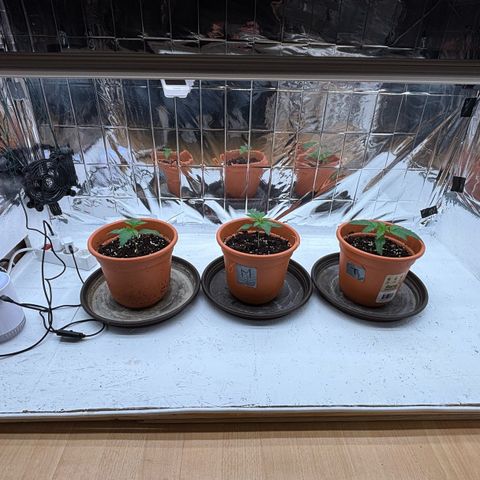 Royal Gorilla growlog timeline photo