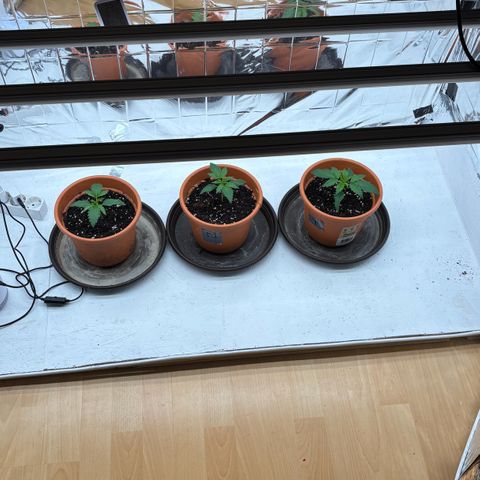 Royal Gorilla growlog timeline photo
