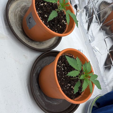 Royal Gorilla growlog timeline photo