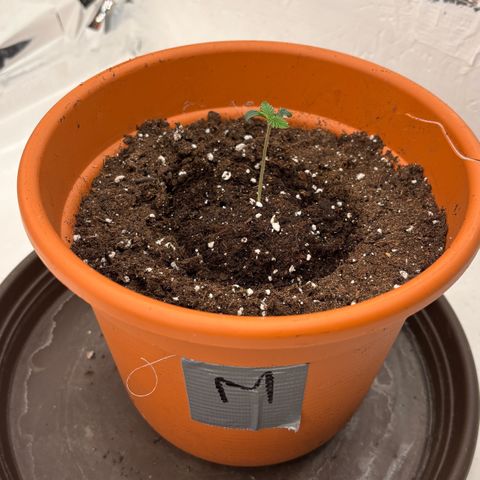 Cereal Milk growlog timeline photo