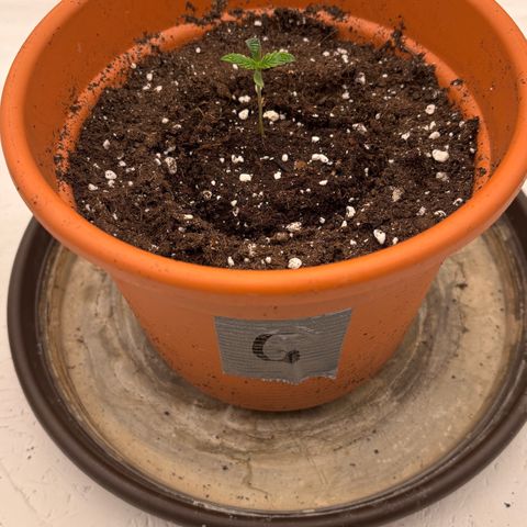 Royal Gorilla growlog timeline photo
