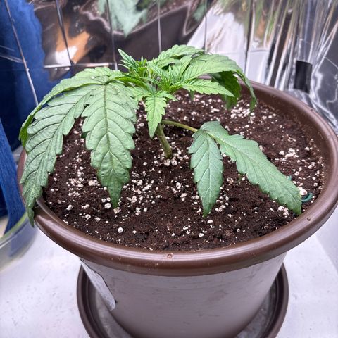 Royal Gorilla growlog timeline photo