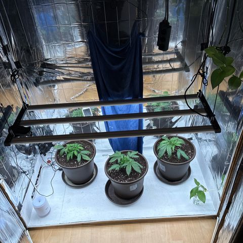 Royal Gorilla growlog timeline photo