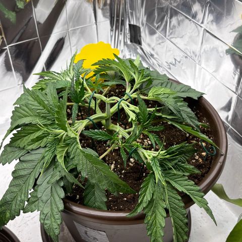 Royal Gorilla growlog timeline photo