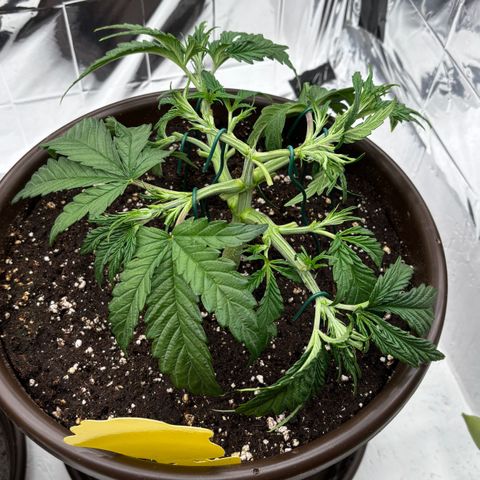 Royal Gorilla growlog timeline photo