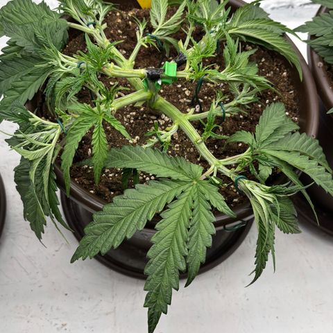 Royal Gorilla growlog timeline photo