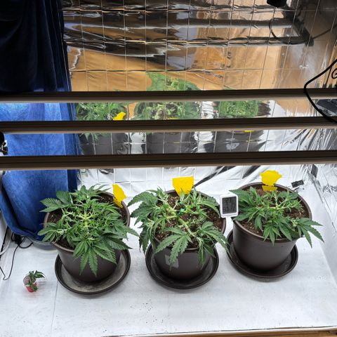 Royal Gorilla growlog timeline photo