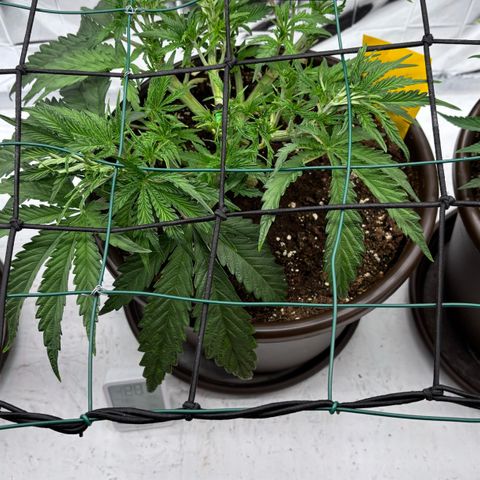 Royal Gorilla growlog timeline photo