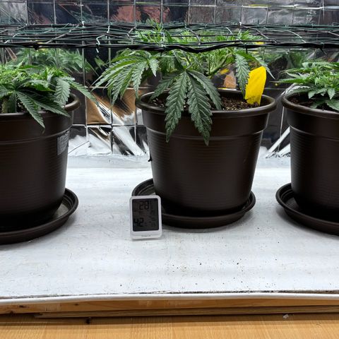 Royal Gorilla growlog timeline photo