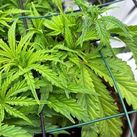 Royal Gorilla growlog timeline photo