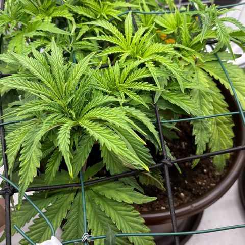 Royal Gorilla growlog timeline photo