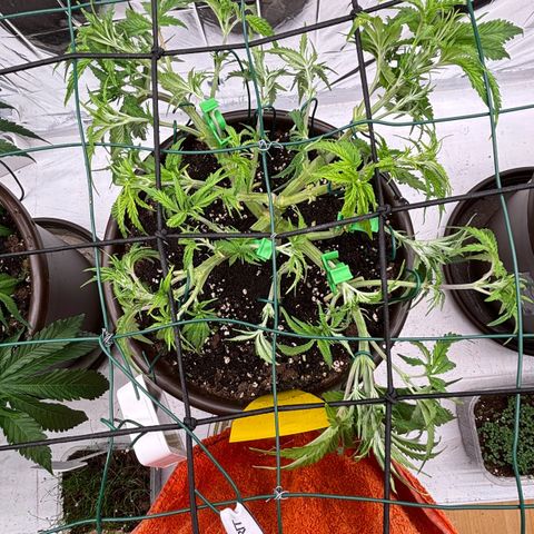 Royal Gorilla growlog timeline photo