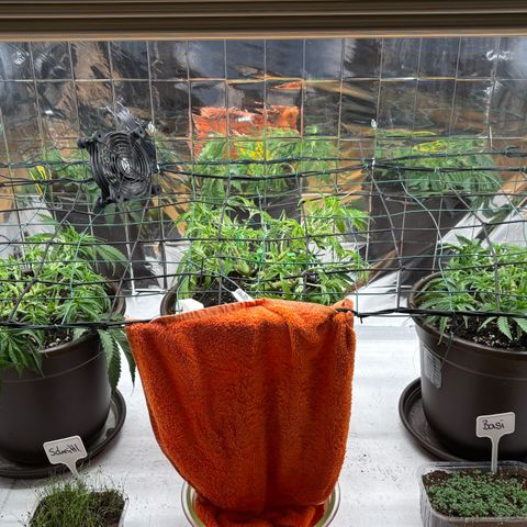 Royal Gorilla growlog timeline photo