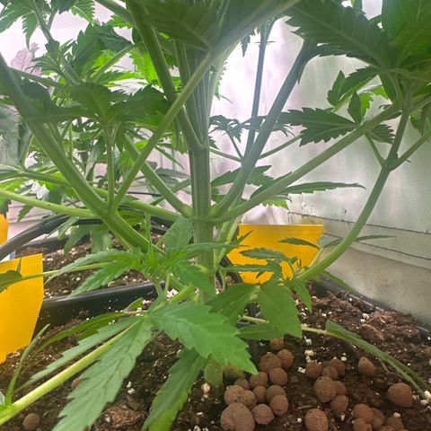 Krysia growlog photo: Vor dem Topping 