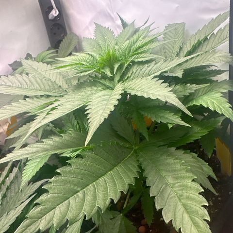 Krysia growlog photo: Vor dem Topping 