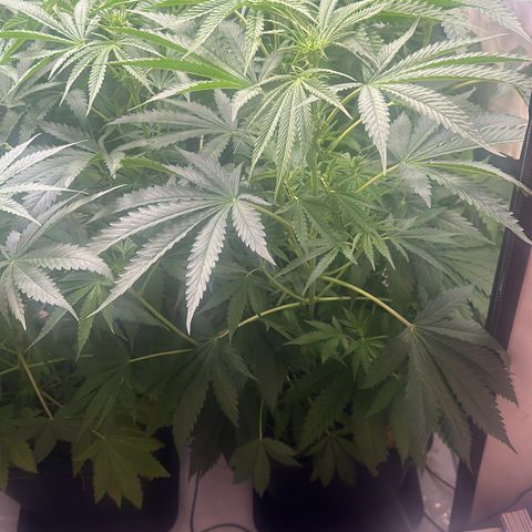 Wecia growlog photo: Wecia miała za dużo światła 90% to jednak za dużo albo zbyt szybki skok tak do 80% było wszystko ok. Zredukowałem światło i podlałem i się uniosła. (Niewykluczan że brak miejsca mógł zawinić ale mało prawdopodobne ponieważ zapadła się od środka nie po bokach) obserwuję dalej 