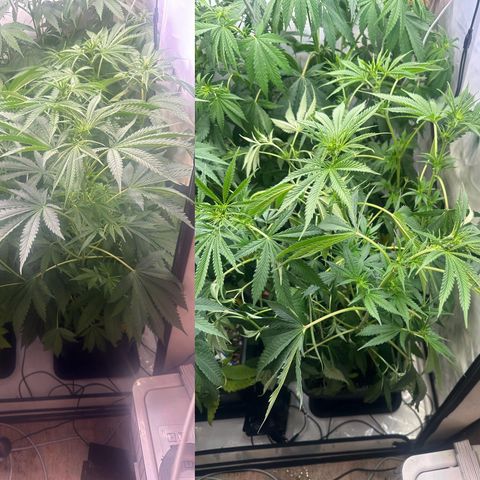 Wecia growlog photo: Wecia miała za dużo światła 90% to jednak za dużo albo zbyt szybki skok tak do 80% było wszystko ok. Zredukowałem światło i podlałem i się uniosła. (Niewykluczan że brak miejsca mógł zawinić ale mało prawdopodobne ponieważ zapadła się od środka nie po bokach) obserwuję dalej 