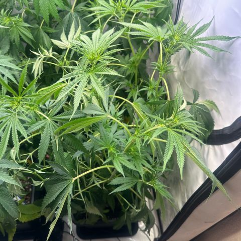 Wecia growlog photo: Wecia miała za dużo światła 90% to jednak za dużo albo zbyt szybki skok tak do 80% było wszystko ok. Zredukowałem światło i podlałem i się uniosła. (Niewykluczan że brak miejsca mógł zawinić ale mało prawdopodobne ponieważ zapadła się od środka nie po bokach) obserwuję dalej 