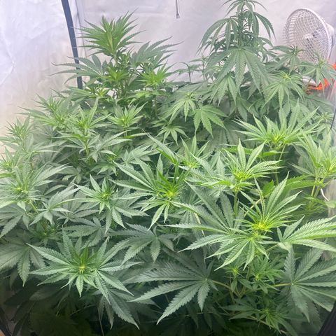 Wecia growlog timeline photo
