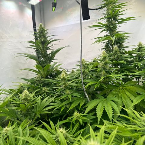 Wecia growlog timeline photo