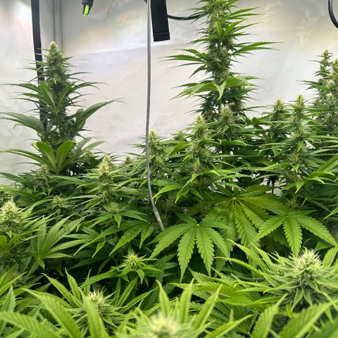 Wecia growlog timeline photo