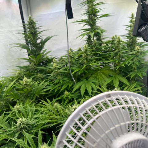 Wecia growlog timeline photo