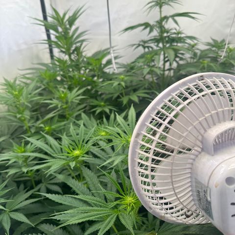 Wecia growlog timeline photo