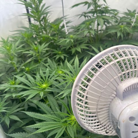 Wecia growlog timeline photo