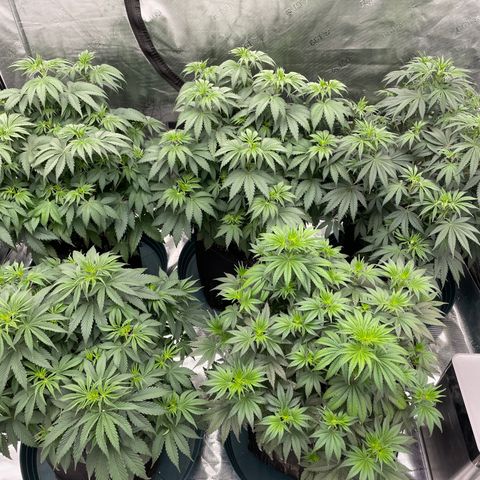 Ethos Cookies R2 growlog timeline photo