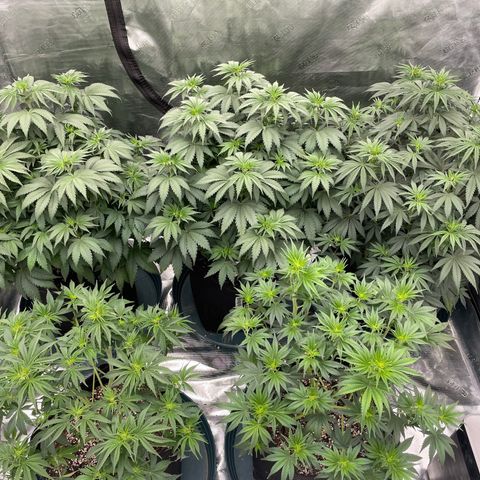 Ethos Cookies R2 growlog photo: All shwazzed up!! 