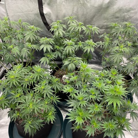 Ethos Cookies R2 growlog photo: All shwazzed up!! 