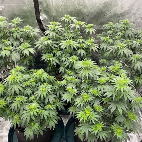 Ethos Cookies R2 growlog timeline photo